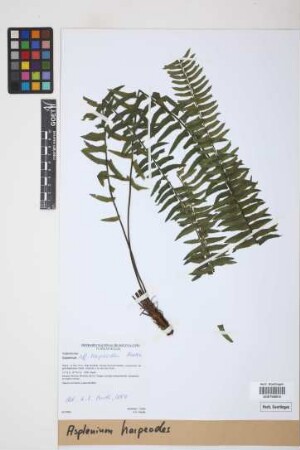 Asplenium harpeodes Kunze