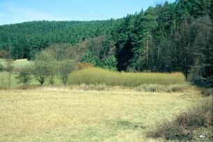 Orlatal: Anpflanzung von Strauch- oder Korbweiden (?)