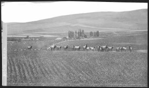 Walla Walla. W. P. Resers Elk, Walla Walla, Wash.