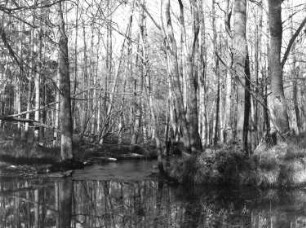 Ehemaliger Truppenübungplatz Königsbrück. Zusammenfluss Otterbach in die Pulsnitz, Nähe Ortslage Rohna