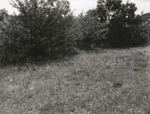 Blühende Gebirgswiese bei Schellerhau
