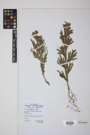 Selaginella intermedia var. intermedia