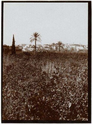 Blick v. Hotel du Parc n. Jaffa [Deutsche Kolonie]