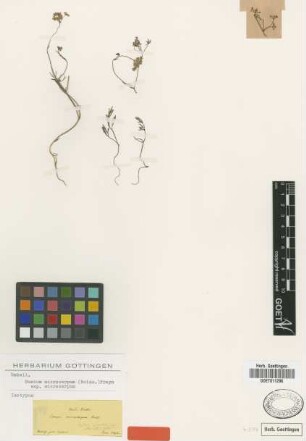 Carum microcarpum Boiss. [isotype]