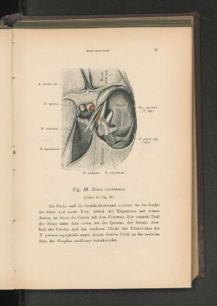 Fig. 49. Sinus cavernosus.