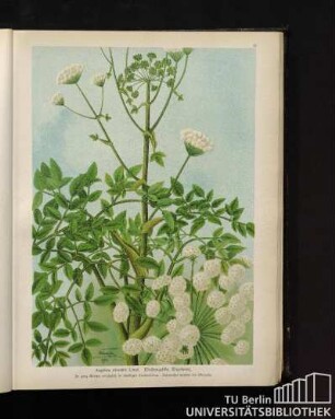 Angelica silvestris Linné. Waldangelika, Engelwurz.