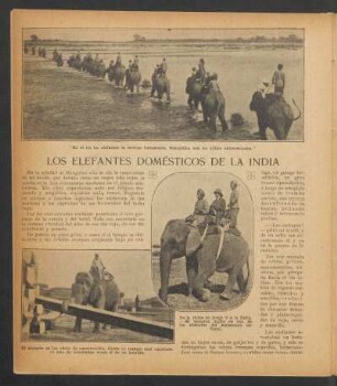 Los elefantes domésticos de la India