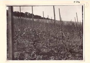 Foto eines Weinberges mit Frostschäden