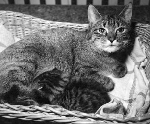 Katzen. Getigerte Katze mit Jungem, im Körbchen liegend