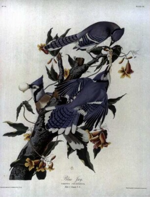 The Birds of America — Blauhäher (Cyanocitta cristata)