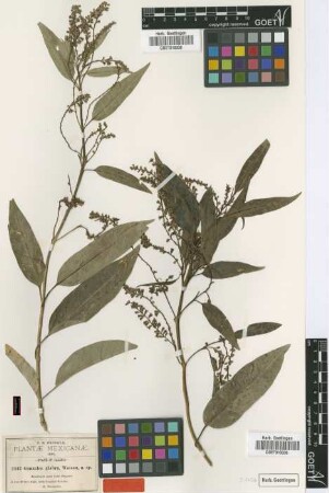 Gonzalea glabra S.Watson [type]
