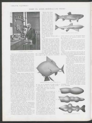 Cómo el agua modela los peces