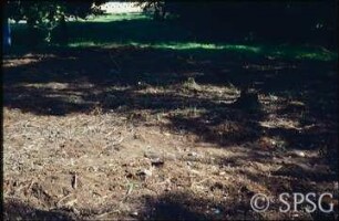 Potsdam, Park Sacrow, Sondierungsgrabung nach Wegeresten in der ehemaligen Kastanienallee in der Schlossachse.