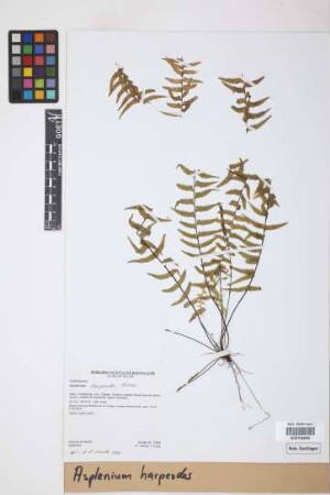 Asplenium harpeodes Kunze