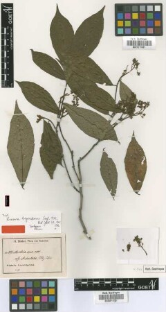 Rinorea bipindensis Engl. [isotype]