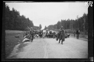 zwischen Schaulen (=Šiauliai, Litauen) und Tilsit (=Sowetsk, Oblast Kaliningrad, Russland): Soldaten und mit Vieh (Pferde, Kühe, Ziegen, Schafe) auf einer Straße ("Russische Gefangene und Beute an der Straße Schaulen-Tilsit. April-Juni 1915")