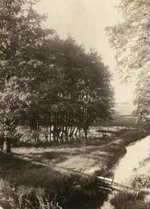 Vegetationsbild. Moritzburg. Erlenbruch