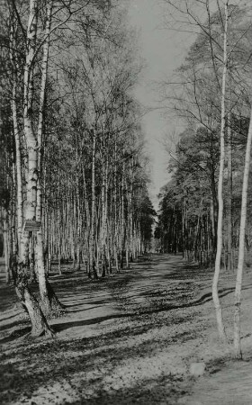 Dresdner Heide. (König-)Albert-Park (nahe Fischhausstraße). Spazierweg im Birkenwald