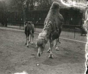 Leipzig. Zoologischer Garten. Trampeltier mit Jungtier im Freigehege des Wapitihauses