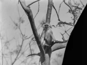Meerkatze : Meerkatze im Baum