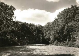 Pillnitz. Pillnitzer Elbinsel (Naturschutzgebiet). Wiese mit nach Nordwest abschließender Baumgruppe