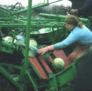 Fotografie: Gartenbautechnik-Freiland, Erntetechnik, Kopfkohl