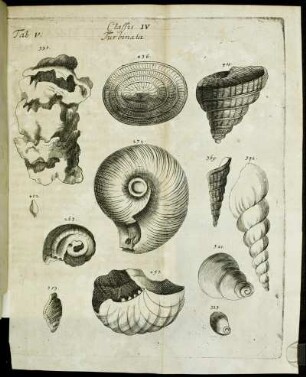 Tab. V. Classis IV. Turbinata.