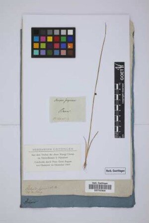 Scirpus supinus