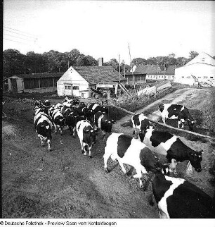 Landwirtschaftliche Produktionsgenossenschaft (LPG) Berbisdorf (Versammlung, Kühe, Feldarbeit)