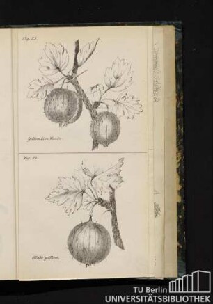 Fig. 19. Two to one, Whittaker's / Fig. 20. Yellow eagle / Fig. 21. Smooth yellow, Ranslebens / Fig. 22. Britannia, Leicesters / Fig. 23. Yellow Lion, Wards / Fig. 24. Globe yellow.