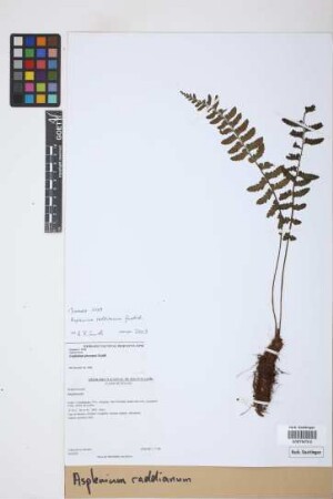 Asplenium raddianum Gaudich.