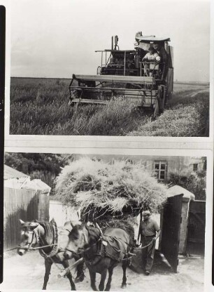 OBEN: Selbstfahrender Mähdrescher E 175 Patriot (VEB Fortschritt Erntemaschinen Singwitz, Baujahre 1960/1968) auf einem Weizenschlag. UNTEN: Zweispänniges Pferdefuhrwerk mit Getreideladung in einer Hofeinfahrt