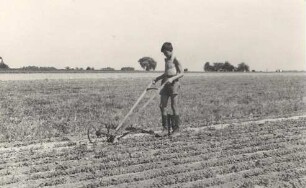 Feldarbeit bei Zschillichau : Wobdźěłanje role w Čelchowje