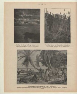 Teneriffa, Banane und Zuckerrohr