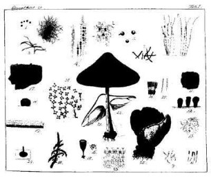 Taf. 1[ bis Taf. 10]