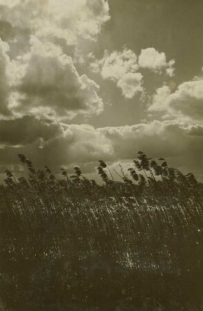 Schilfrohr (Phragmites australis)