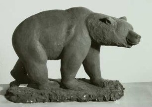 Braunbär