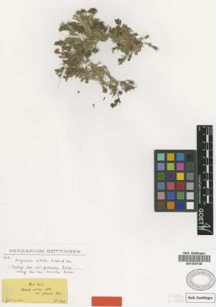 Asperula nitida Sibth. & Sm. var. hirtella Boiss.[isotype]