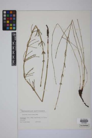 Equisetum giganteum L.