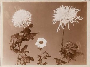 Chrysanthemen