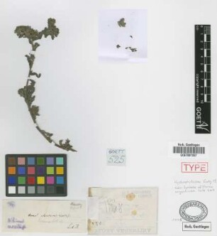 Nama echioides Griseb. var. hispida Griseb.[holotype]