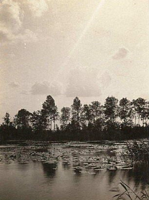 Oberlausitz. Großer Stockteich mit Weißen Seerosen (Nymphaea alba)