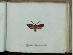 Zygaena Filipendulae Fabr. - Syrphus pendulus Fabr.