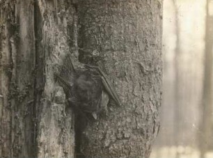 Langohrige Fledermaus (Plecotus), zur Schlafstellung übergehend 2. (zurückgelegte Ohren)