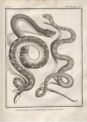 Pl. XVII