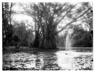 Buitenzorg (Bogor) (Java/Indonesien). Botanischer Garten (1817; K. G. K. Reinwardt). Blick über einen Teich mit Seerosen und Fontäne zu einem Baum