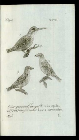 8. 1) der gemeine Eisvogel. Alcedo ispida. 2,3) der Kreuzschnabel. Loxia curvirostra.