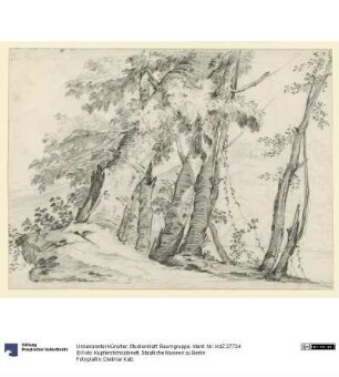 Studienblatt: Baumgruppe