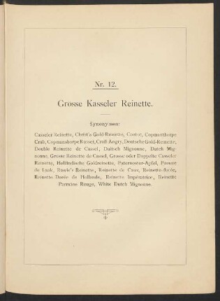 Nr. 12. Apfel: Grosse Kasseler Reinette