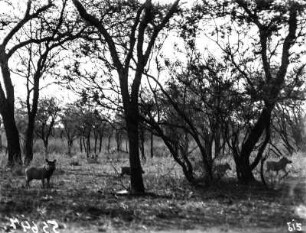 Warzenschweine : Warzenschweine in einer Savannenlandschaft im Krüger-Nationalpark.